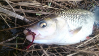 Turpa 1,10 kg