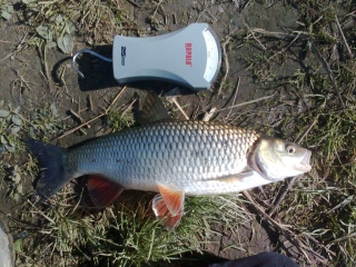 Turpa 620 g