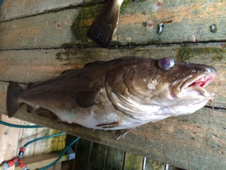 Turska 6,26 kg