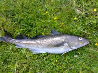 Turska 1,50 kg