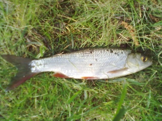 S�yne 50 g