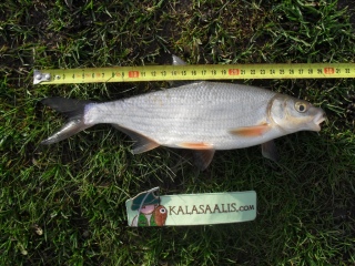 Vimpa 240 g