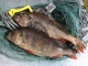 Ahven 1,23 kg