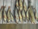 Ahven 4,00 kg