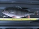 Ahven 1,01 kg