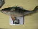 Ahven 725 g