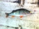 Ahven 530 g