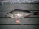 Ahven 1,74 kg