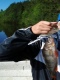 Ahven 450 g