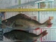 Ahven 500 g