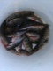 Ahven 400 g