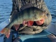 Ahven 1,33 kg