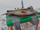 Ahven 1,35 kg