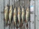 Ahven 3,50 kg