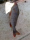 Ahven 1,35 kg