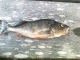 Ahven 1,00 kg