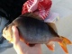 Ahven 400 g