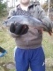 Ahven 750 g