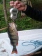 Ahven 510 g