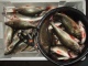 Ahven 12,00 kg