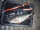 Ahven 1,14 kg