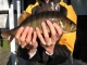 Ahven 480 g