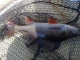 Ahven 440 g