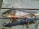 Ahven 460 g