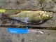 Ahven 450 g