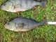 Ahven 245 g