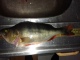 Ahven 180 g