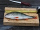 Ahven 780 g