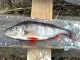 Ahven 500 g