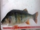 Ahven 1,52 kg
