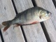 Ahven 250 g