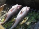 Ahven 400 g