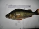 Ahven 500 g