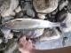 Harjus 457 g