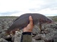 Harjus 1,24 kg