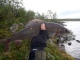 Harjus 590 g