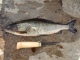 Harjus 460 g