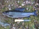 Harjus 730 g