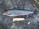 Harjus 410 g