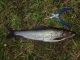 Harjus 395 g