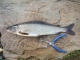 Harjus 400 g
