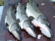 Hauki 6,70 kg