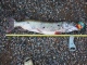 Hauki 5,50 kg