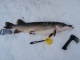 Hauki 5,43 kg