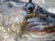 Hauki 4,04 kg