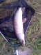 Hauki 2,04 kg